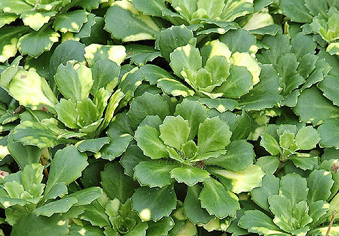 Saxifraga-urbium_POU170906_037