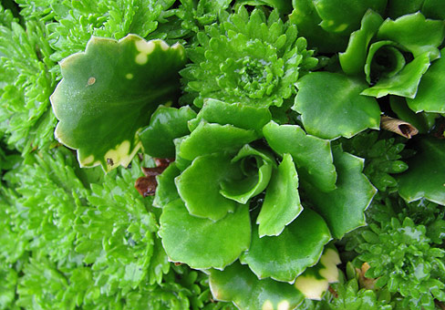 SaxifragaPOU010909_173