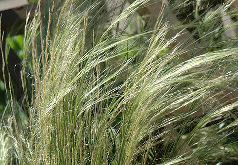 Stipa_5