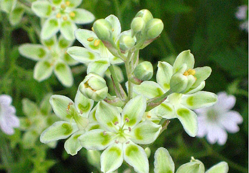 ZIGADENUS_3