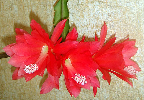 Epiphyllum3