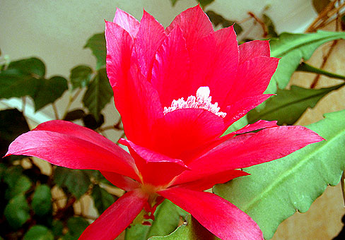Epiphyllum4