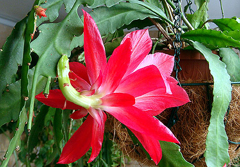Epiphyllum5