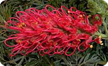 strange_plant