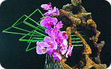 Flor_esse_V_plenu_u_orhidei_anons