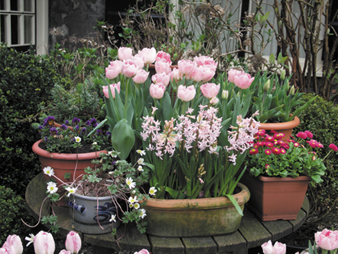 Feng_Shui_HomePlants_1