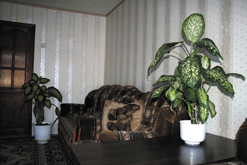 Feng_Shui_HomePlants_2
