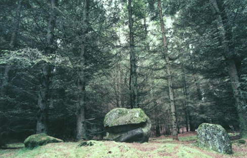 druidsseatwood