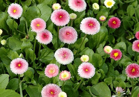 rosea_2