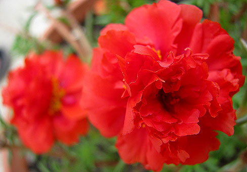 rosea_6