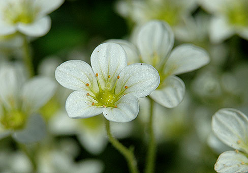 white_10