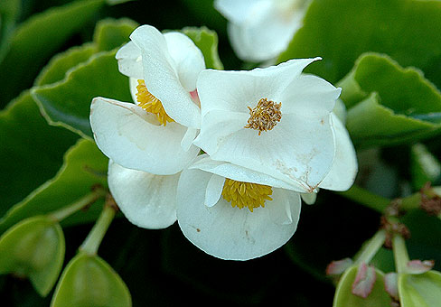 white_3