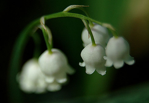 white_4