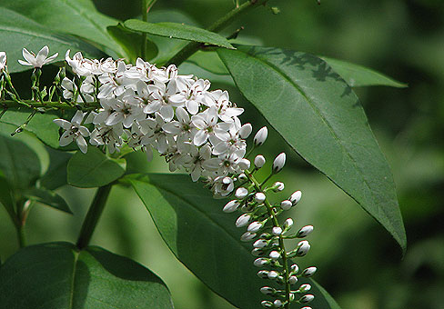 white_7