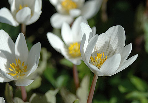 white_9