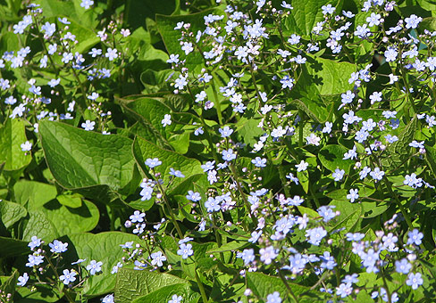 Brunnera_1