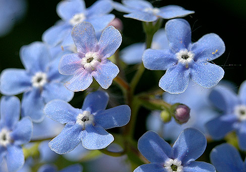Brunnera_pre