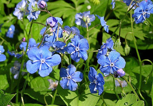 omphalodes1