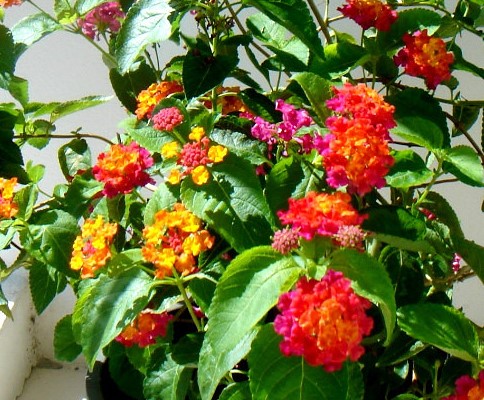 1458104796_image_kopiya