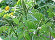 Amorpha_pre