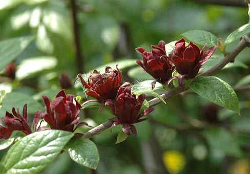 CalycantusPOU200508_446