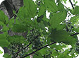 Fraxinus_pre