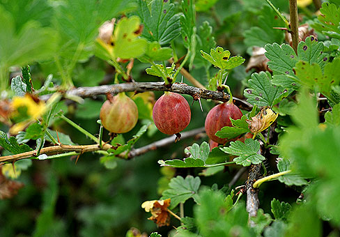 Grossularia_4