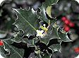ilex_pre