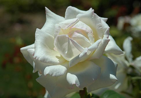 rosa_Michele-Torr