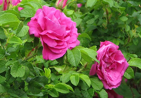 rosa_POU080610_128