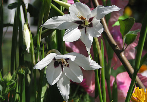 Acidanthera_3