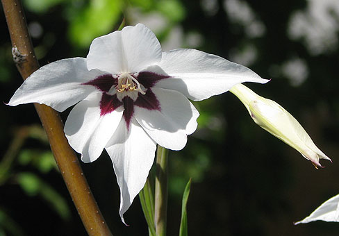 Acidanthera_5
