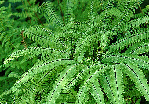 Adiantum_2