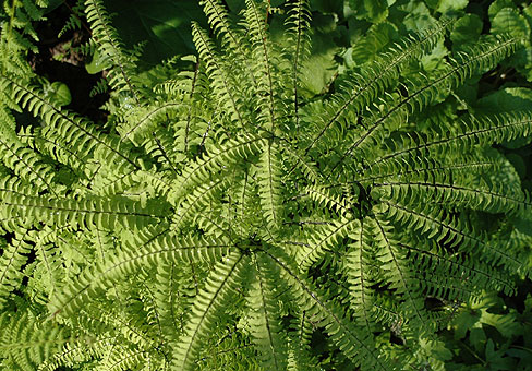 Adiantum_3