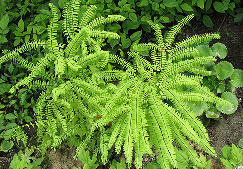 Adiantum_4