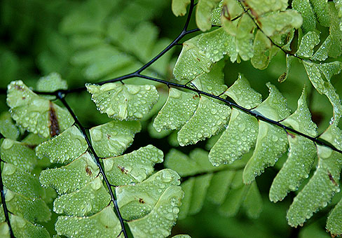 Adiantum_5