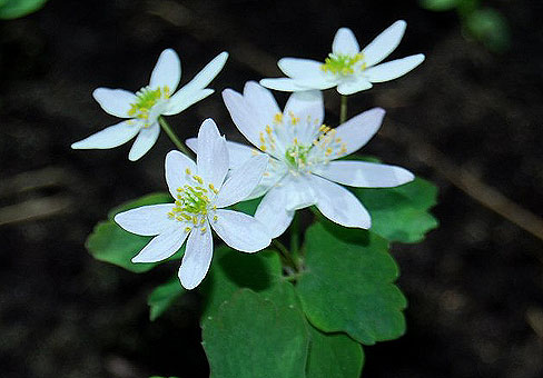 Anemonella1_4