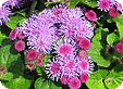 Ageratum_pre