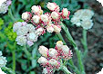 Antennaria_pre