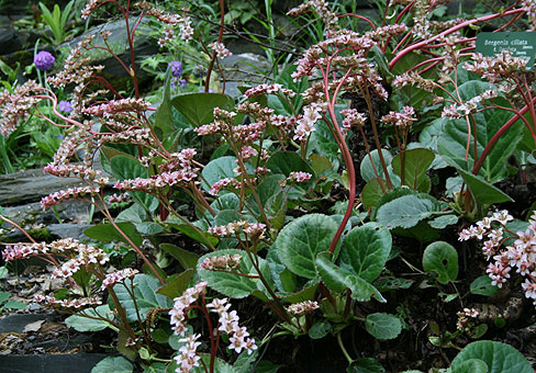 Bergenia5