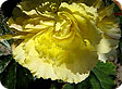 begonia_pre