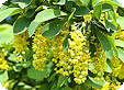 Berberis_pre