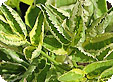 Sambucus_pre