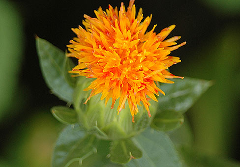 CARTHAMUS1