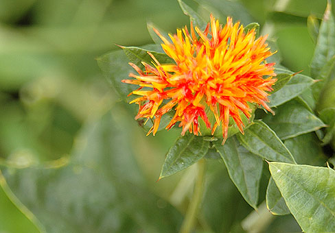 CARTHAMUS2