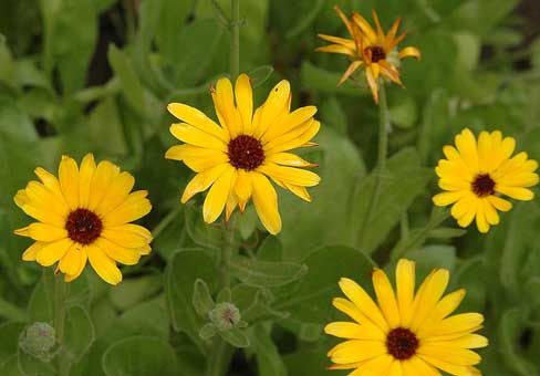 CalendulaPOU190607_307