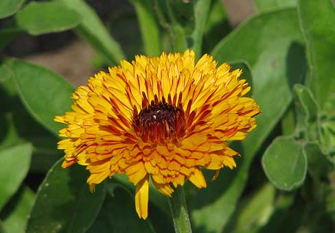 CalendulaPOU230710_005