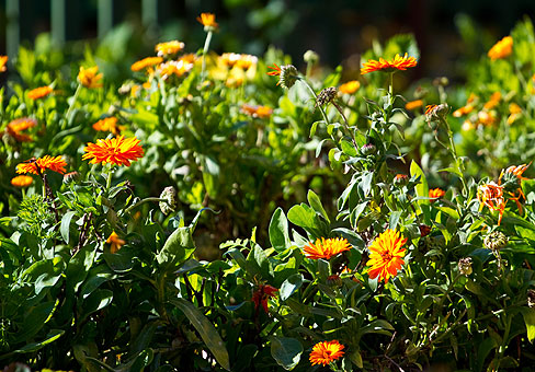 Calendula_3