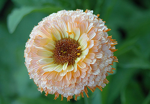 Calendula_4