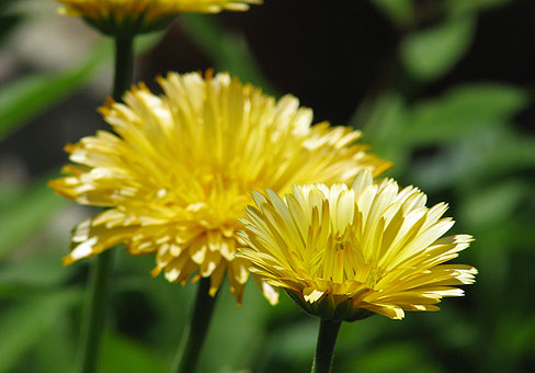 Calendula_5
